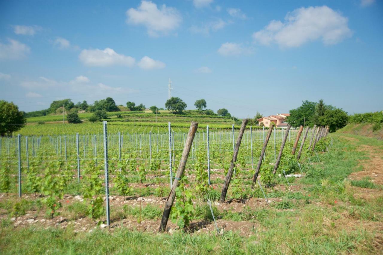 Agriturismo Albarello Sona Exterior photo